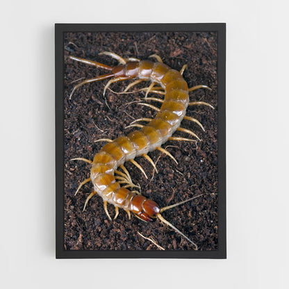 ap-centipede-5 cadre Noir