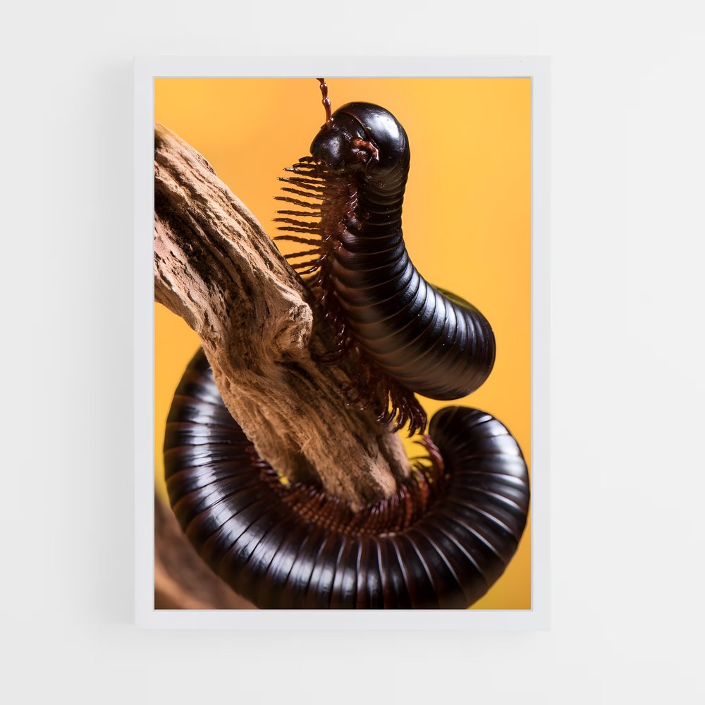 ap-centipede-6 cadre Blanc