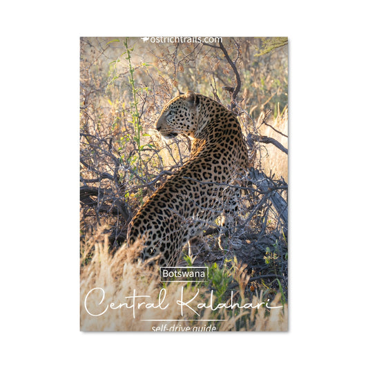 Poster Léopard du Kalahari