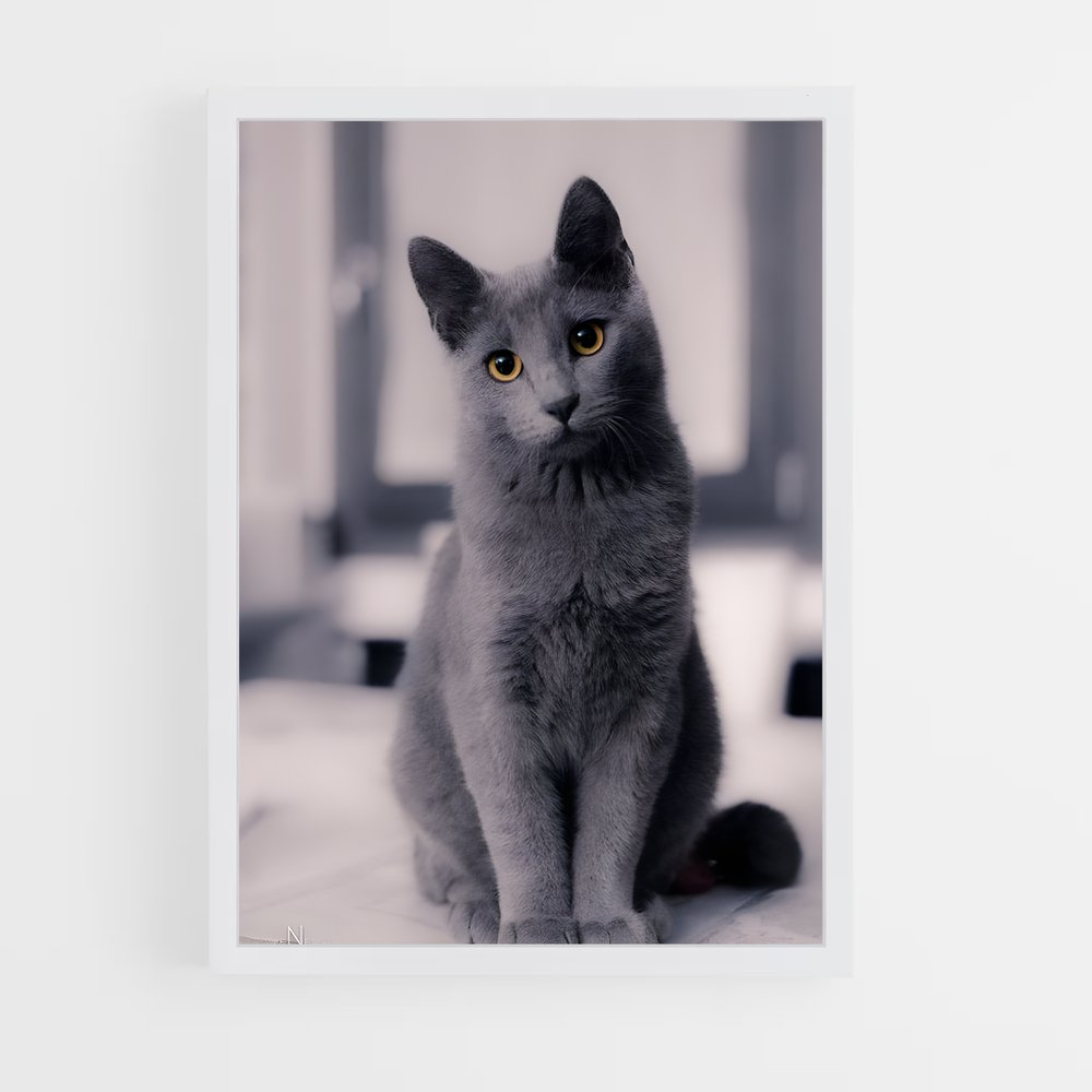 ap-chartreux-1 cadre Blanc