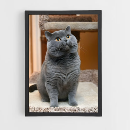 ap-chartreux-4 cadre Noir