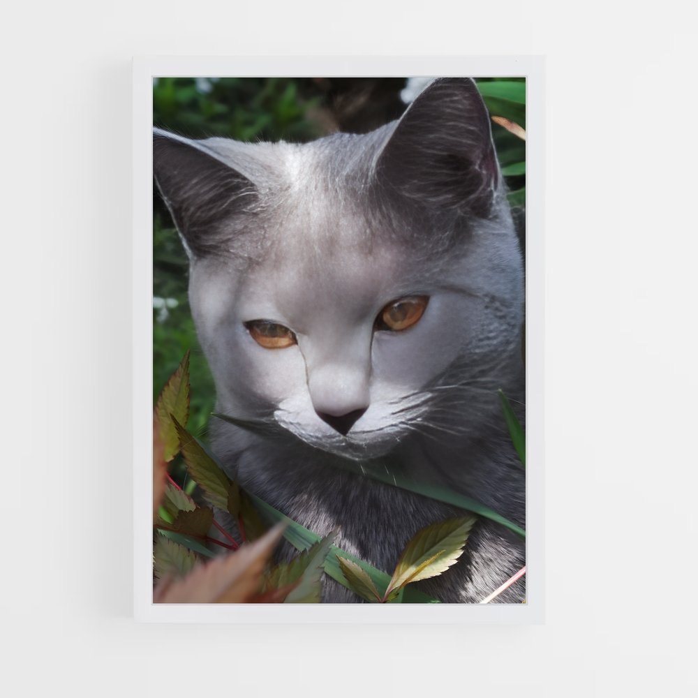 ap-chartreux-6 cadre Blanc