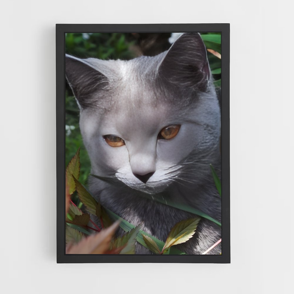 ap-chartreux-6 cadre Noir