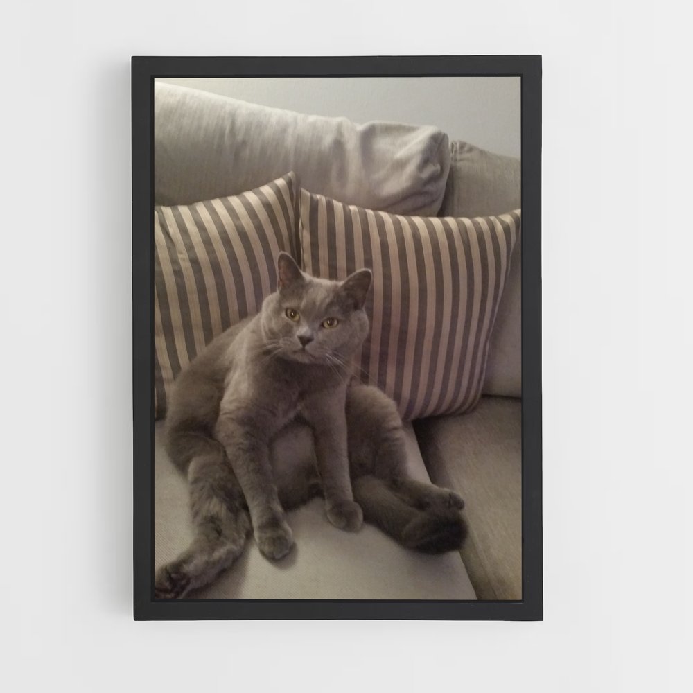 ap-chartreux-7 cadre Noir