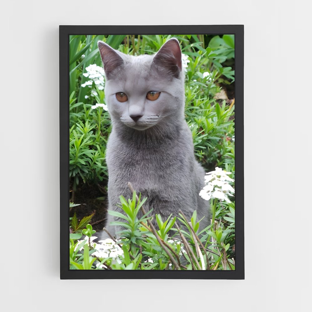 ap-chartreux-8 cadre Noir