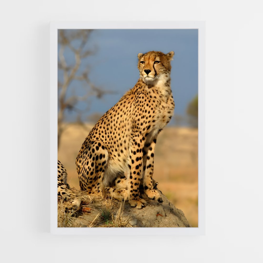 ap-cheetah-3 cadre Blanc
