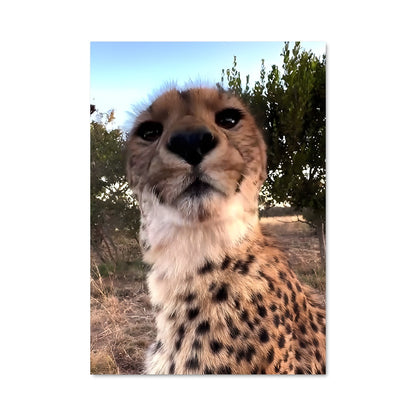 Poster Cheetah Chase