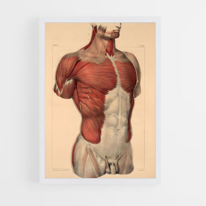 ap-chest-1 cadre Blanc