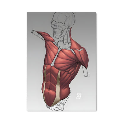 Poster Anatomie Éphémère