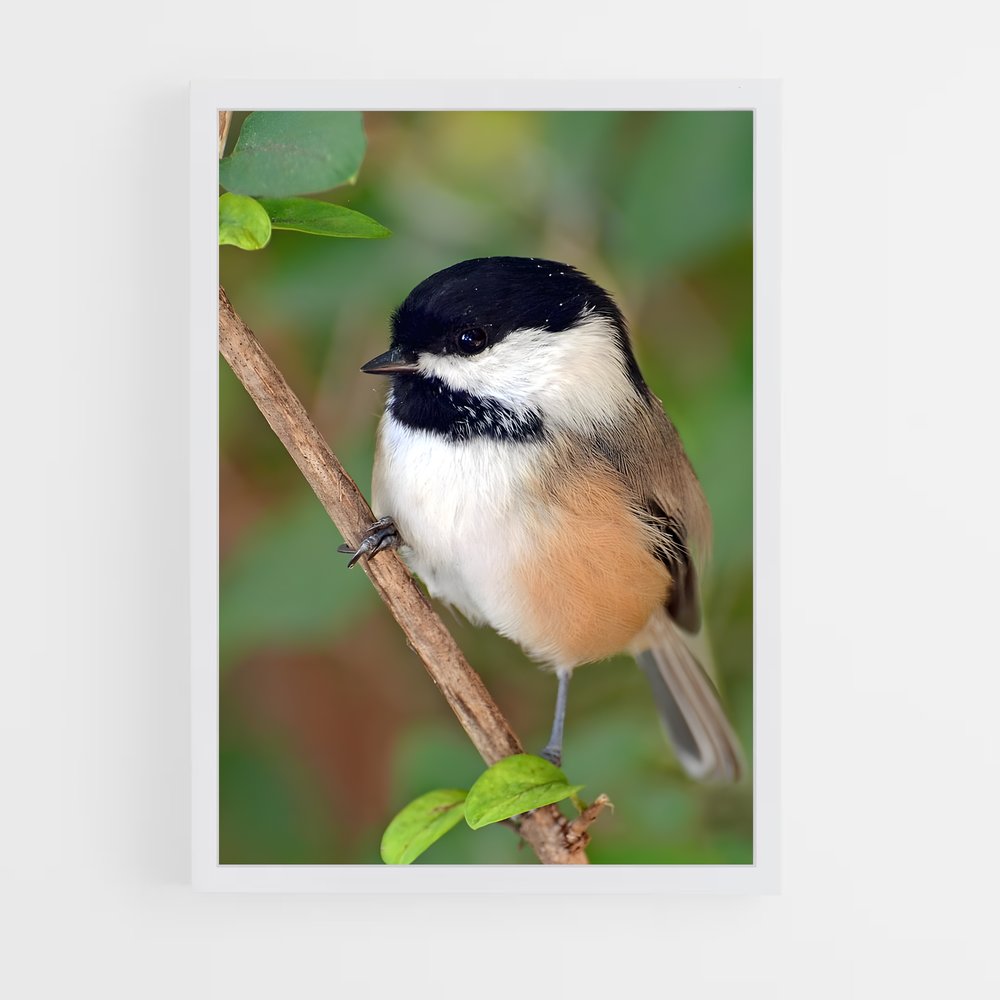 ap-chickadee-1 cadre Blanc