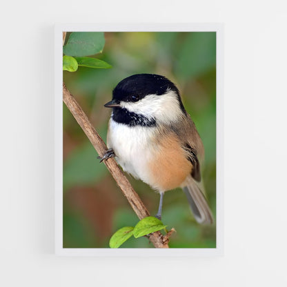 ap-chickadee-1 cadre Blanc