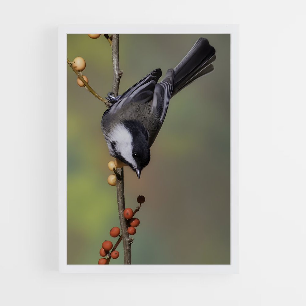 ap-chickadee-2 cadre Blanc