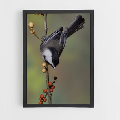 ap-chickadee-2 cadre Noir