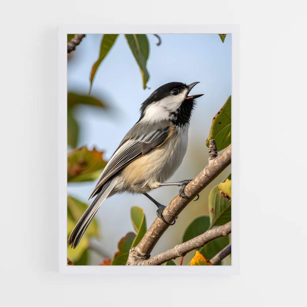 ap-chickadee-3 cadre Blanc