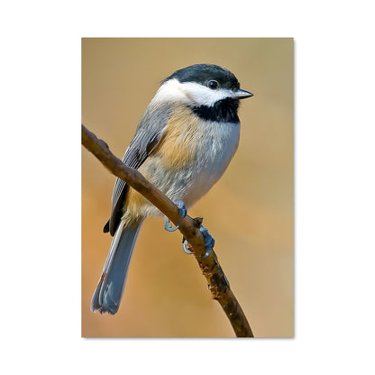 Poster Petit Moineau