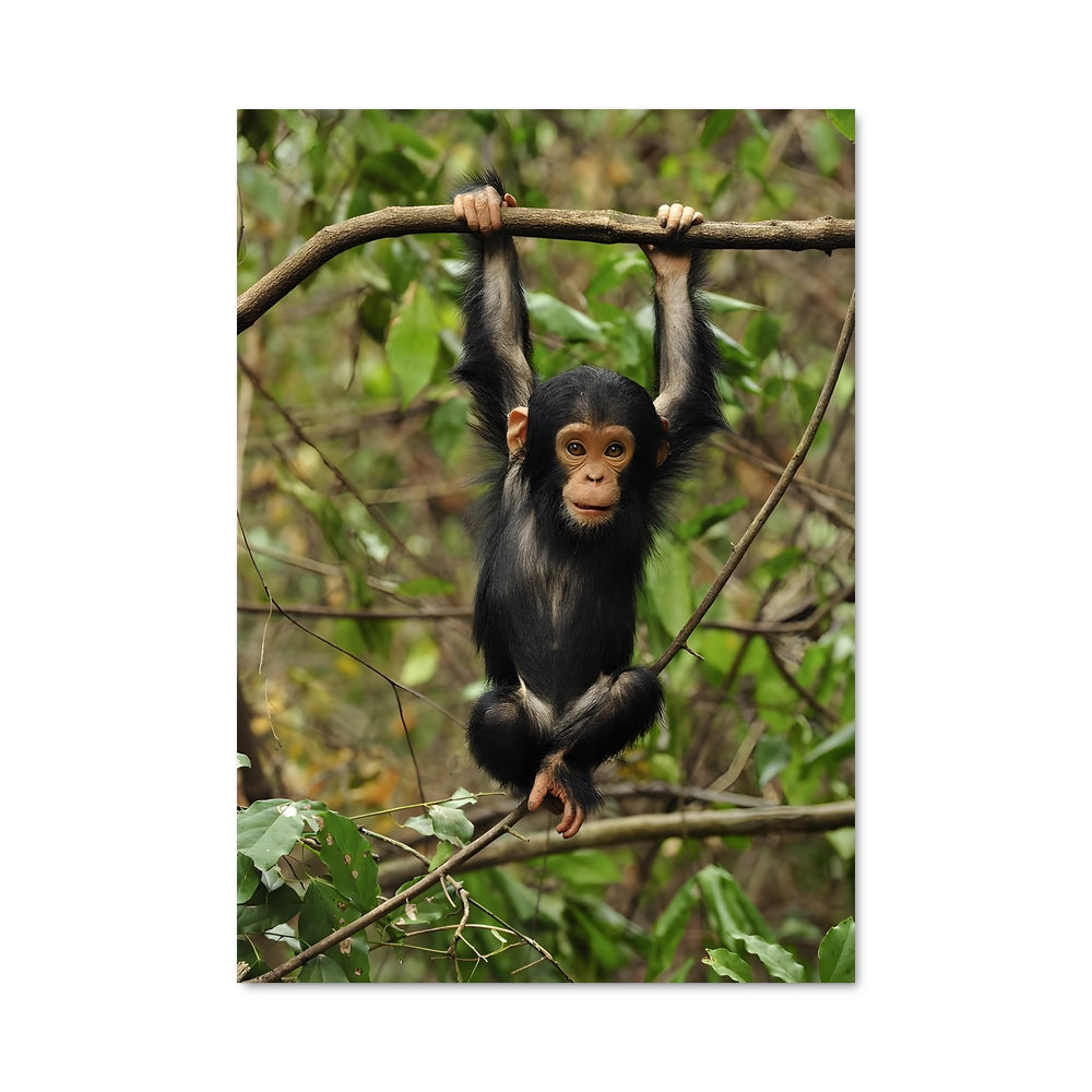 Poster Petit Singe Aventurier