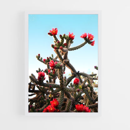 ap-cholla-1 cadre Blanc
