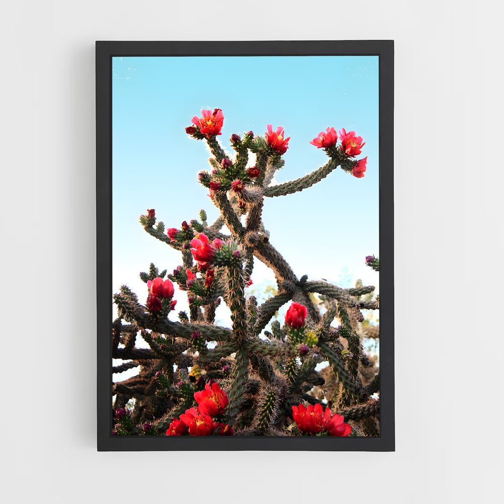 ap-cholla-1 cadre Noir