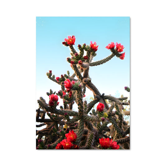 Poster Fleur de Cholla