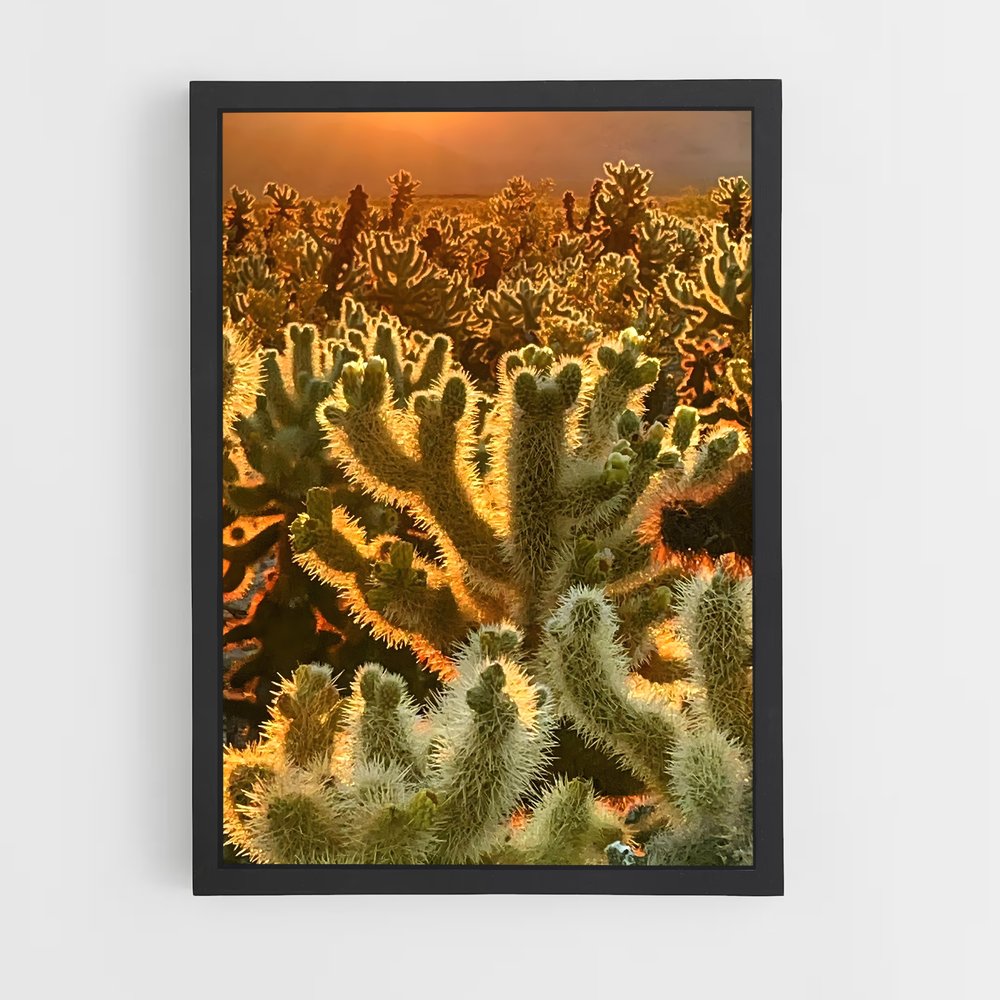 ap-cholla-2 cadre Noir