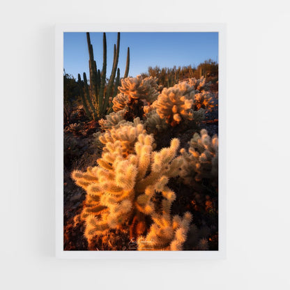 ap-cholla-3 cadre Blanc