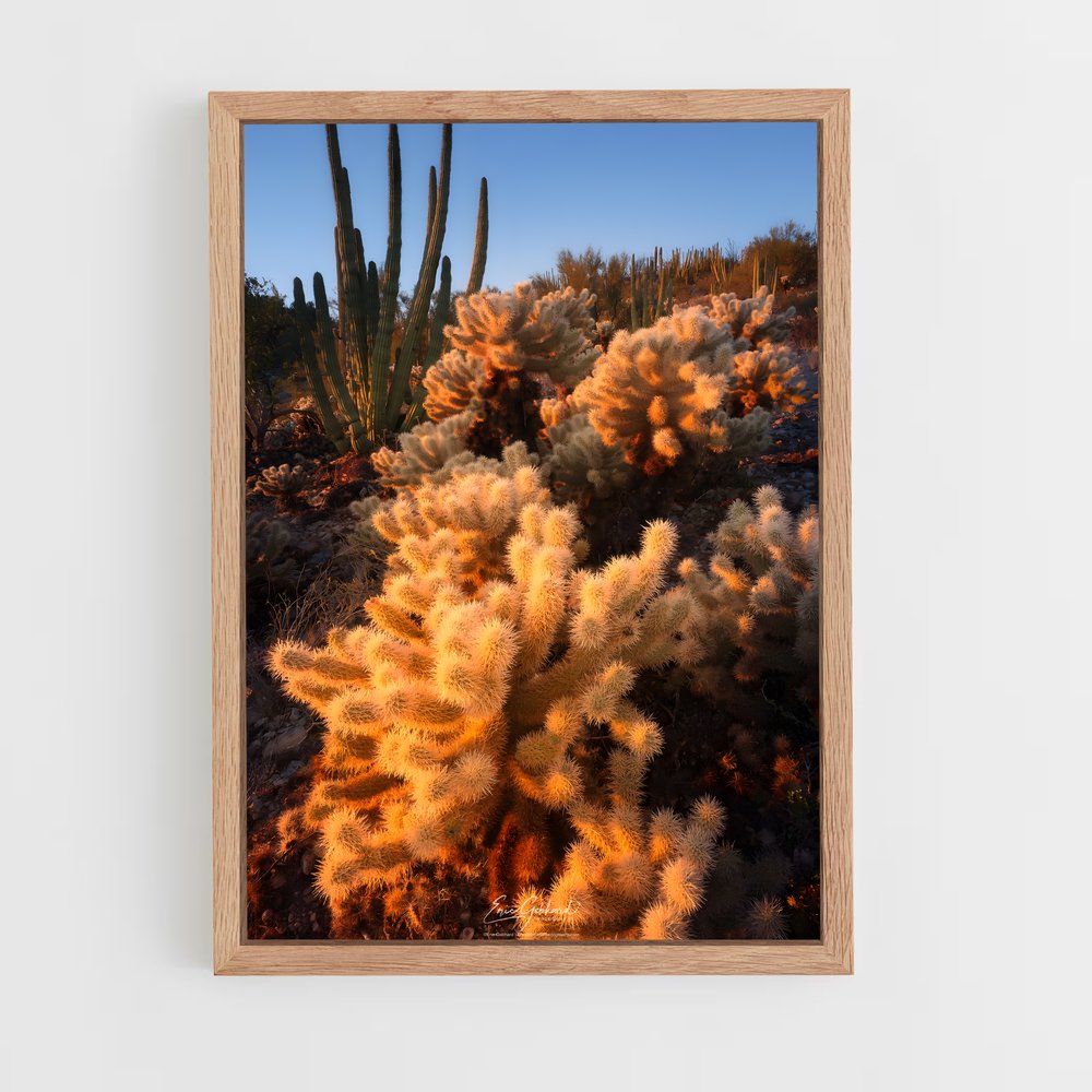 ap-cholla-3 cadre Bois clair