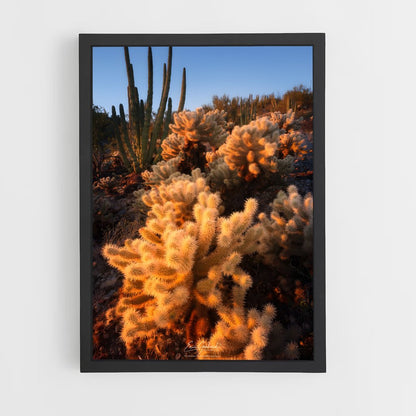 ap-cholla-3 cadre Noir