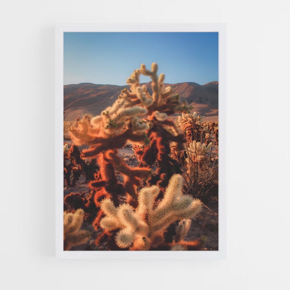 ap-cholla-4 cadre Blanc