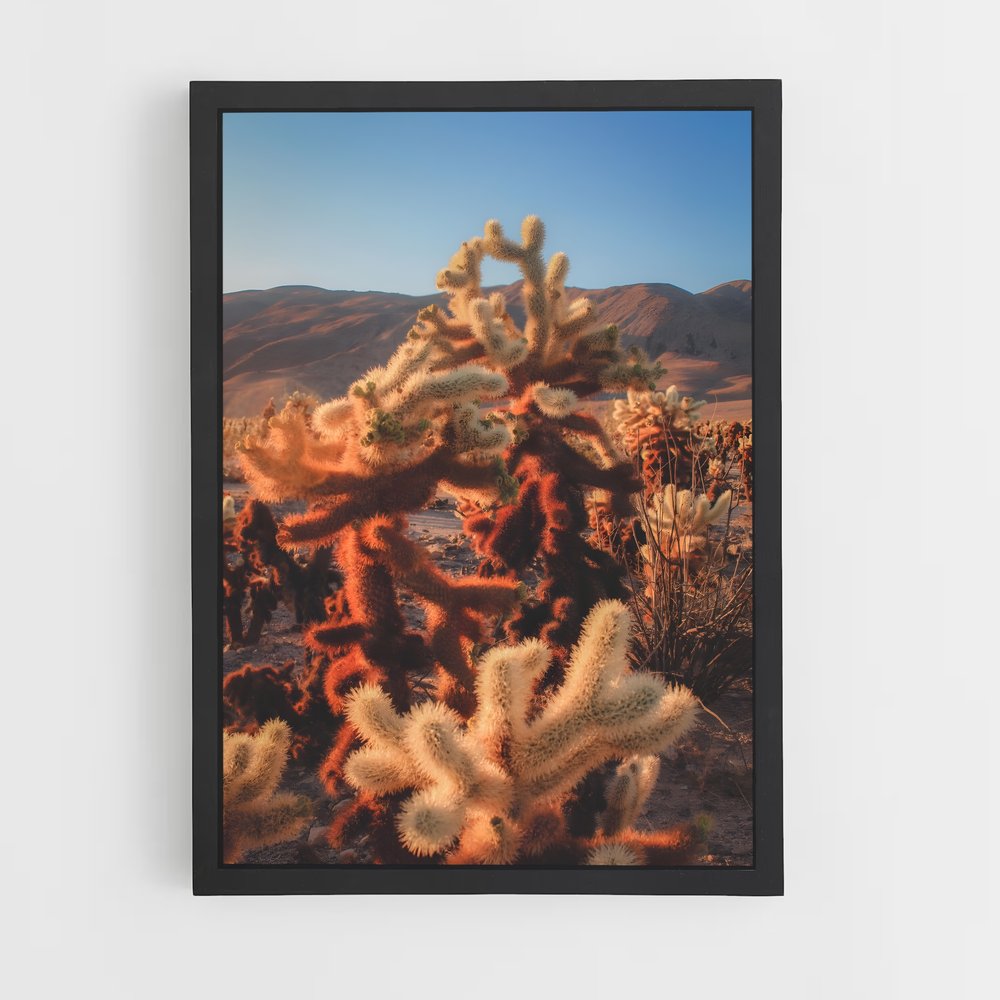 ap-cholla-4 cadre Noir