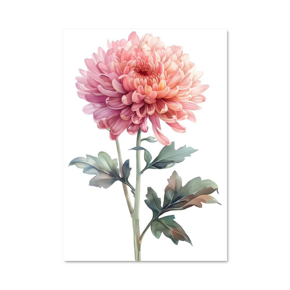 Poster Chrysanthemum 96483