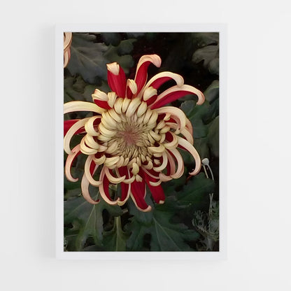 ap-chrysanthemum-5 cadre Blanc