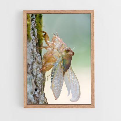 ap-cicada-2 cadre Bois clair