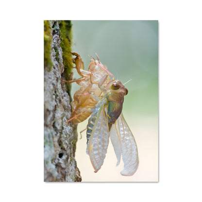 Poster Cicada Symphony