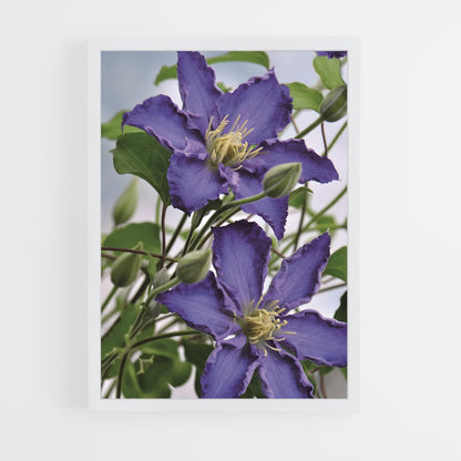 ap-clematis-1 cadre Blanc