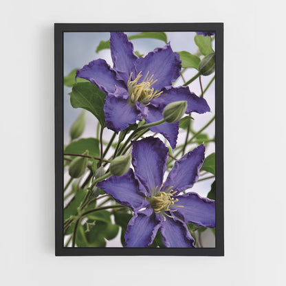 ap-clematis-1 cadre Noir