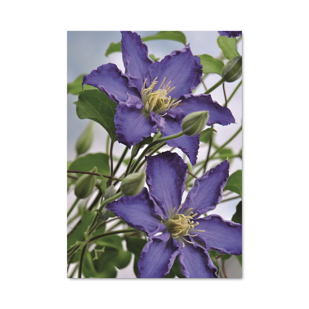 Poster Éclat de Clématite