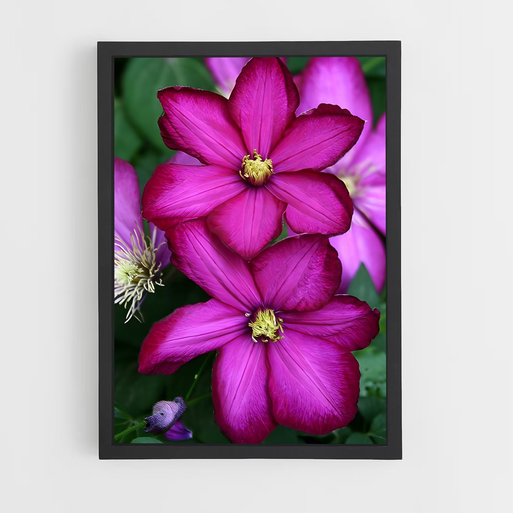 ap-clematis-11 cadre Noir