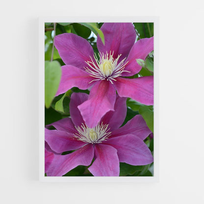 ap-clematis-5 cadre Blanc