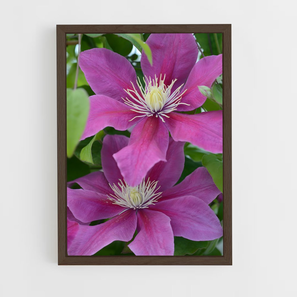 ap-clematis-5 cadre Bois foncé