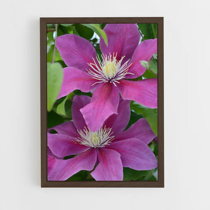 ap-clematis-5 cadre Bois foncé