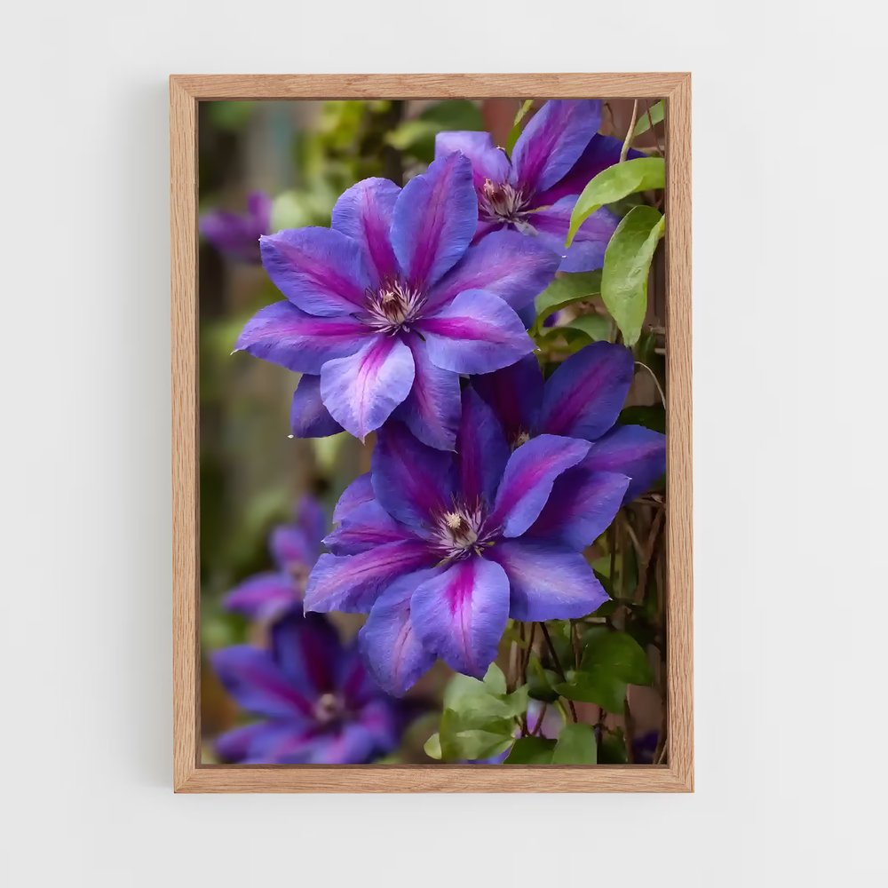 ap-clematis-6 cadre Bois clair
