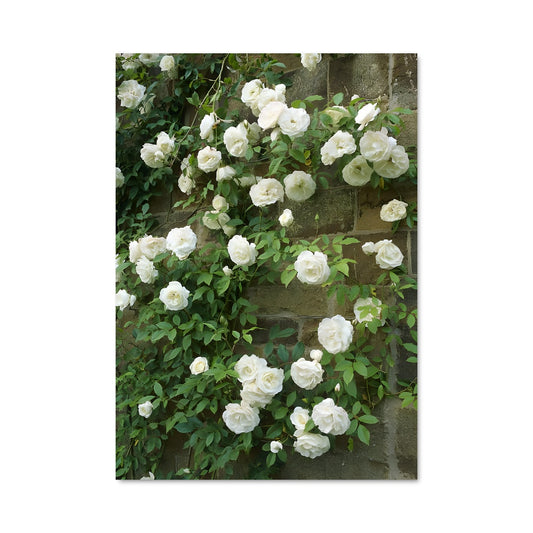 Poster Rose des Abbayes