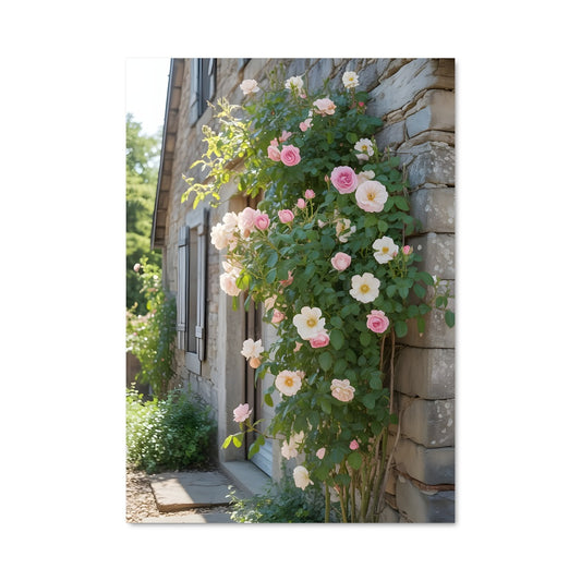 Poster Rose Écarlate