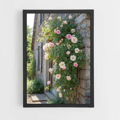 ap-climbing rose-6 cadre Noir