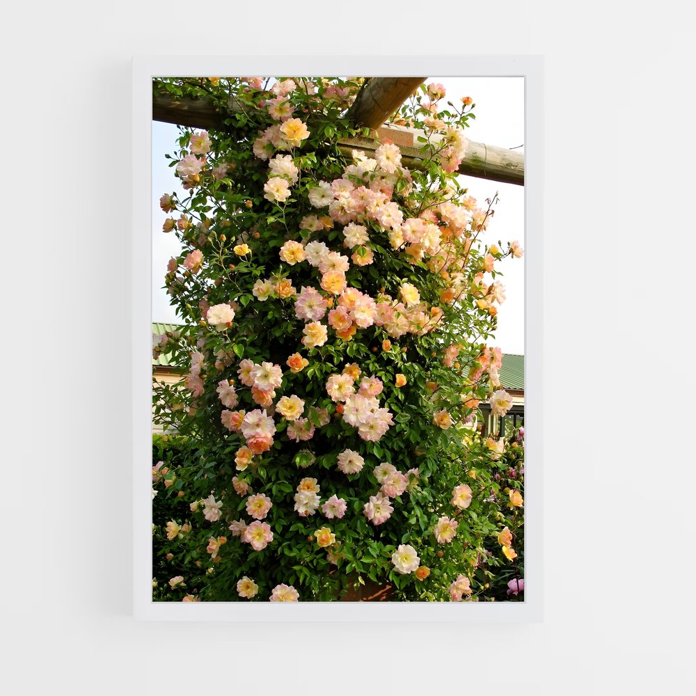 ap-climbing rose-7 cadre Blanc