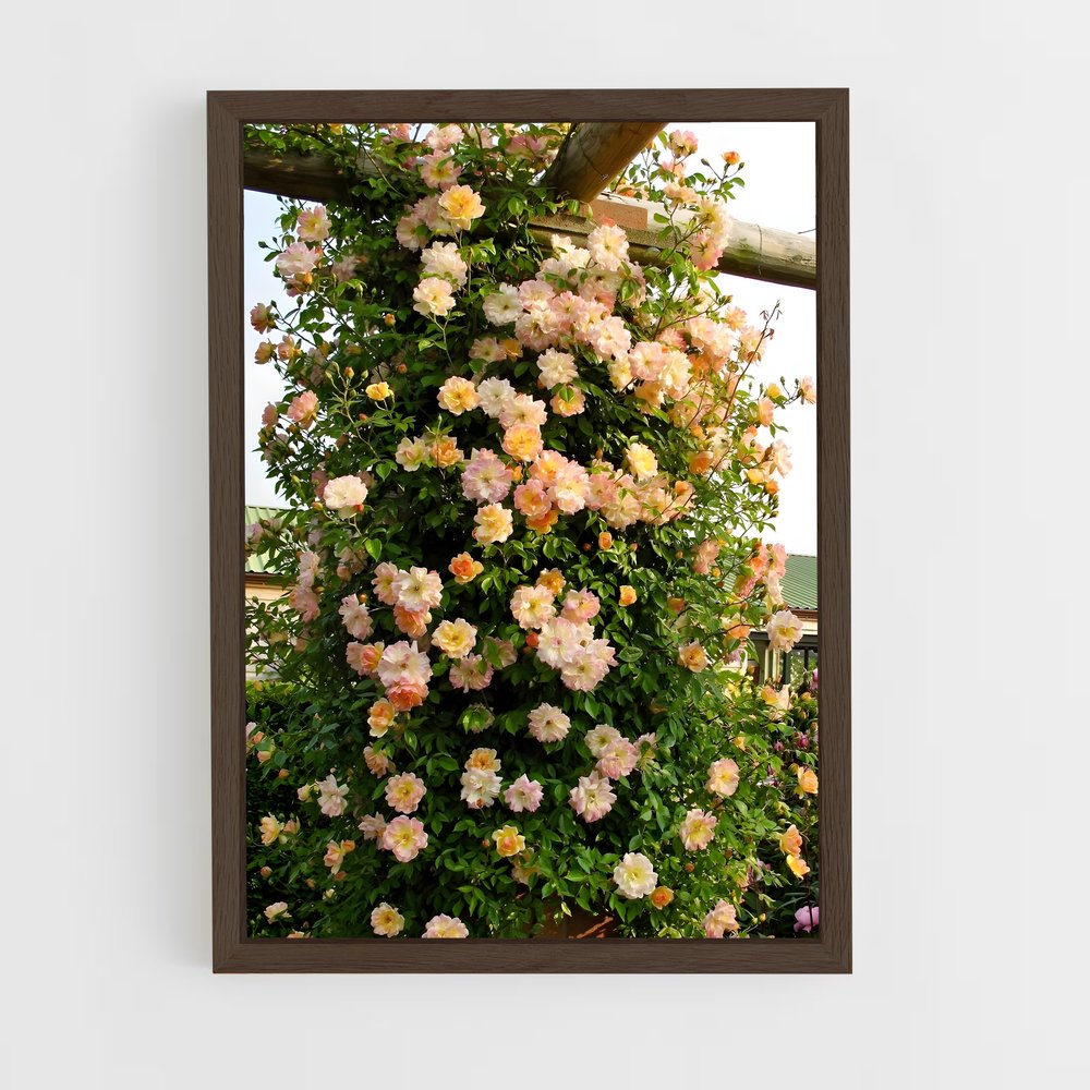 ap-climbing rose-7 cadre Bois foncé