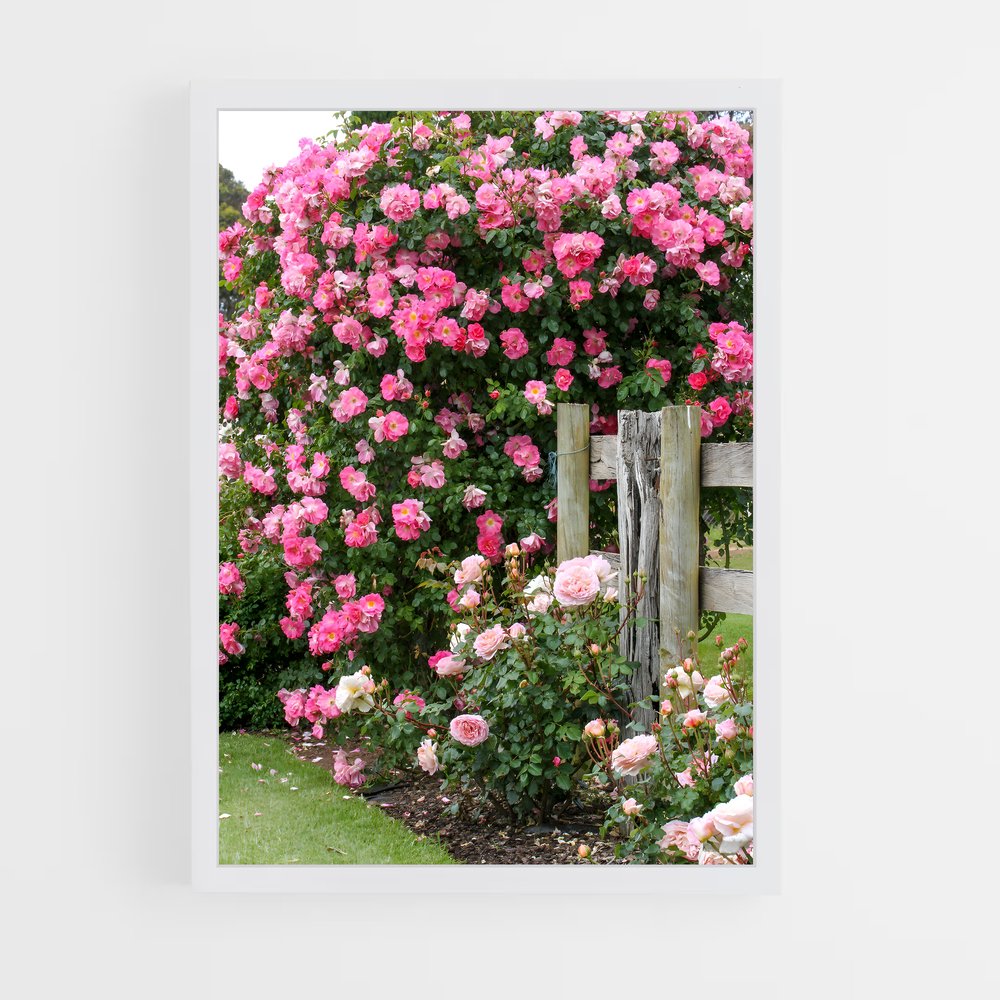 ap-climbing rose-9 cadre Blanc
