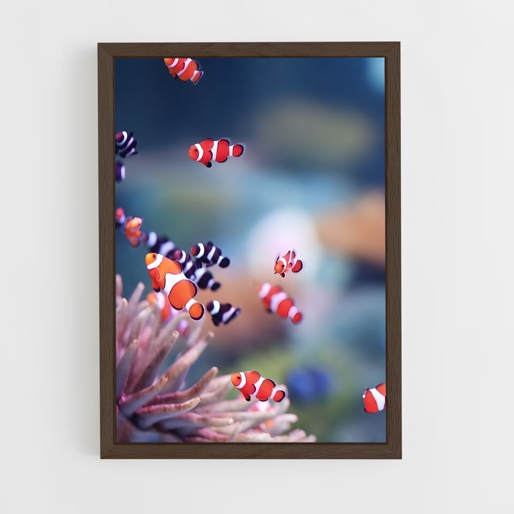ap-clownfish-2 cadre Bois foncé