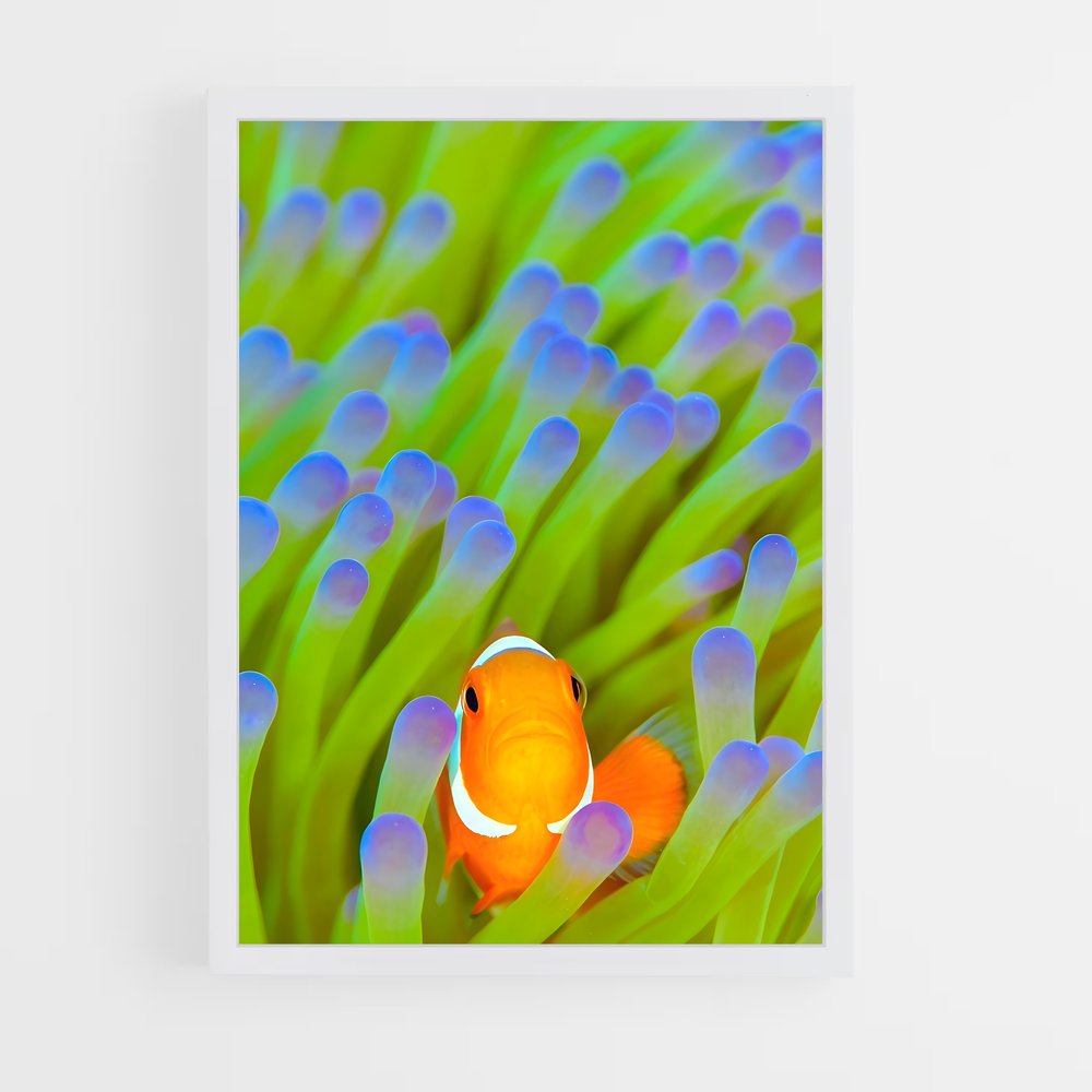 ap-clownfish-4 cadre Blanc
