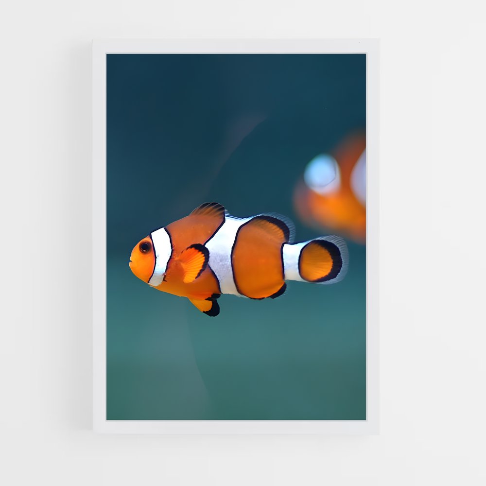 ap-clownfish-5 cadre Blanc